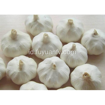 Jinxiang bawang putih murni 6,0-6,5cm